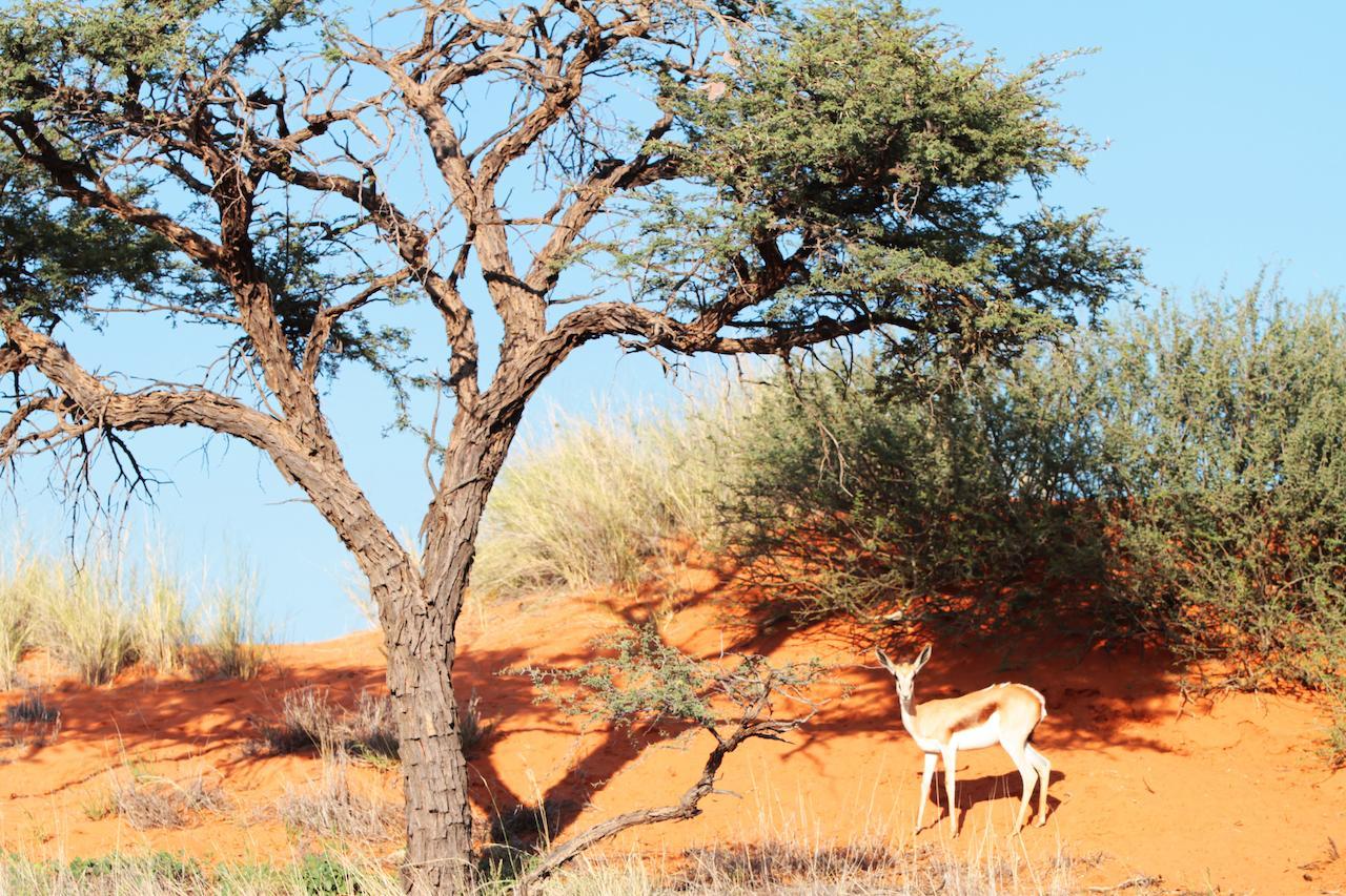 Camelthorn Kalahari Lodge Hoachanas Экстерьер фото